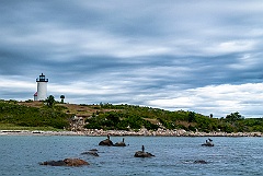 Seabirds in Front of Tarpaulin Cove Light on Stormy Morning